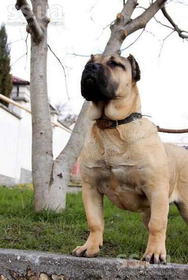 http://pedigree.clubdogocanario.ru/static/uploads/dogs/11024.jpg